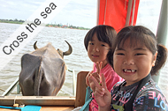 Iriomote Island, Mangrove kayaking & Yubu Island tour, Mangrove kayaking