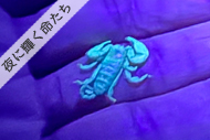 西表島ナイトツアー・夜に輝く命たち
