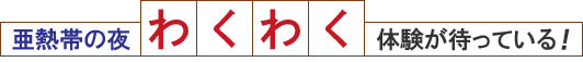 西表島の夜をわくわく体験