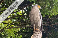 西表島早朝ツアー・BGMは鳥の声