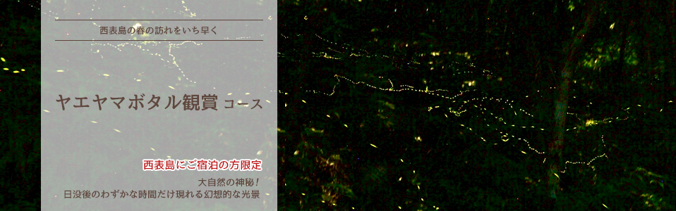 西表島ヤエヤマボタル観察コース