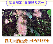 早朝サガリバナコース
