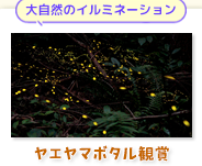 ヤエヤマボタル観賞