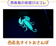 西表島ナイトおさんぽコース
