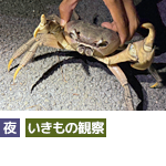 西表島ナイトおさんぽコース