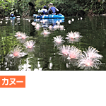 サガリバナカヌーコース