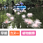 サガリバナカヌーコース