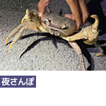西表島ナイトおさんぽコース